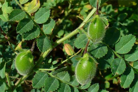 humus.png chickpeas.png