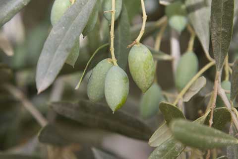 olives