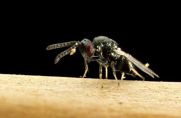 Chalcid Wasp-21302305-l