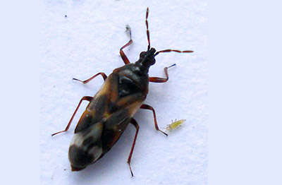 anthocoridae-5151231-l