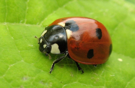 coccinellidae-1450603-h