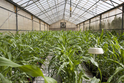 greenhouse