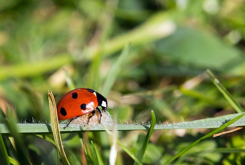 decor/ladybird-insect-grass-12851405-l