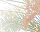 Palm tree with dates
