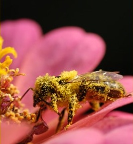 bees