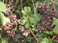 grapes